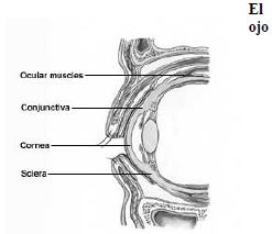 Suturas