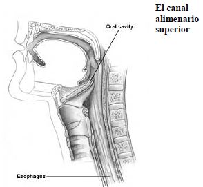 Suturas Suturas