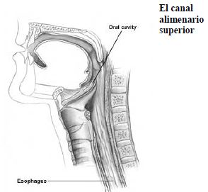 Suturas